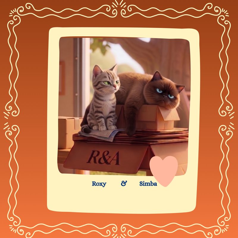 Roxy and Simba, the two cats, sitting on cardboard boxes